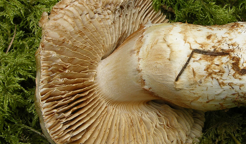 Cortinarius fraudulosus da confermare.